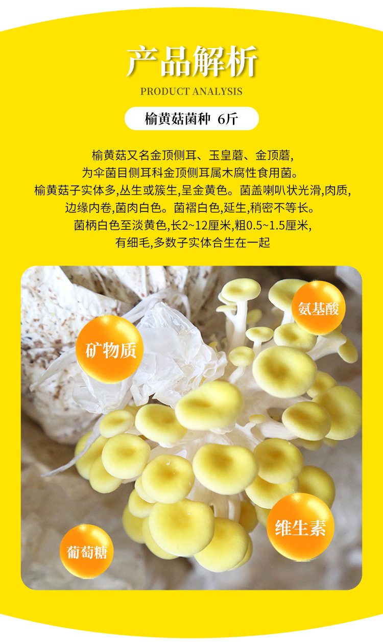 榆黄菇菌种---榆黄菇菌包菌棒6斤_03.jpg