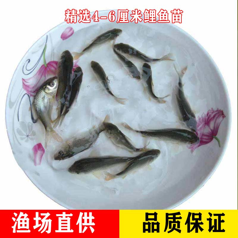 잉어 15마리 4- 6cm [핫세일]