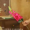 Snapdragon