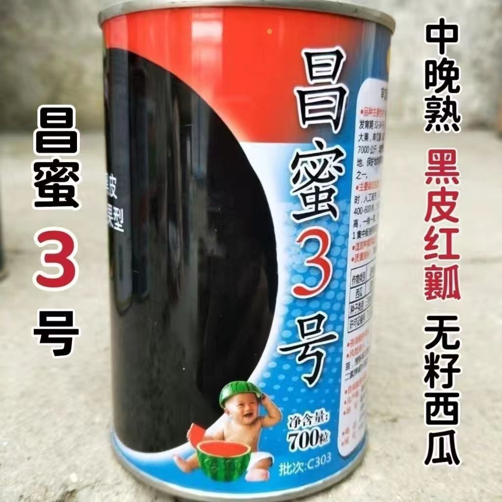 无籽西瓜种子新疆纯黑皮特大圆球型西瓜种子昌蜜3号中熟罐装700粒