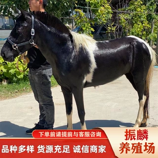 景区骑乘矮马 养殖场国产德宝矮马活体出售德保矮马一匹
