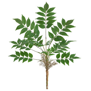 ����ֲ����ľ�~������Gֲ��zӰ�����҃ș����b�ֲ�