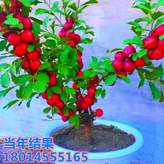 批发基地钙果苗 李子树苗庭院盆栽 嫁接小苗 四季当年结果南北方