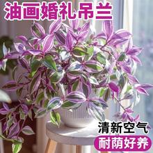 油画 画婚礼吊兰精品大苗室内阳台四季好养吊兰盆栽苗办公室桌面