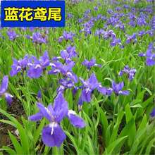 {SβݷNԹ@ͥԺܻN{βN