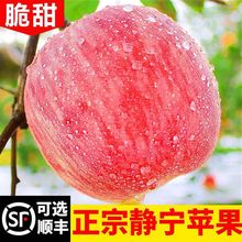 甘肃静宁苹果水果新鲜当季现摘红富士苹果脆甜冬季孕妇水果5/10斤