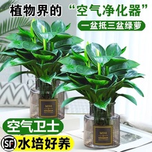 ���~��荾G�������Ԏ�����ˮ��ֲ���҃Ⱥ��B�·�������ȩ�ļ��Gֲ