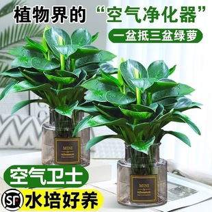Large-Leaf Golden Diamond Green Princess Potted Plant with Buds, Hydroponic Plant, Easy to Maintain Indoors, New House, Absorbs Formaldehyde, Four-Season Green Plant
