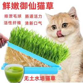 宠物猫草种植盒无土水培盒大号加厚猫草盆小麦种子猫草盘厂家批发