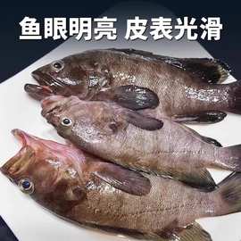 石斑鱼鲜活冷冻冰鲜海鱼珍珠斑龙胆石斑水产酒楼餐厅食材海鲜商用