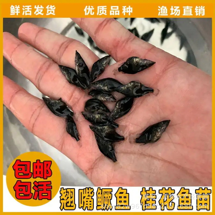 鳜鱼苗