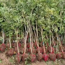 ���ٻ����ļ��_������ֲ���̨����ͥԺ��Ԯ��������ͺ��Ϙ�����