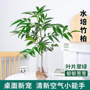 Mosquito-Repellent Bamboo, Single-Stem Large Old Stump Hydroponic Plant, Indoor Desktop Green Plant, Flower, Lucky Bamboo, Water-Cultured Evergreen
