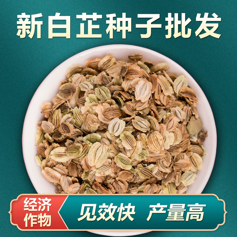 Семена белой анжелики 2024 Чистые новые семена белой анжелики для весны, осени и зимы. Оптовые посадки китайских травяных лекарственных растений. Легко управлять.