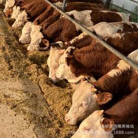 纯种西门塔尔肉牛犊出售批发4-5个月改良小牛犊养殖活体肉牛种牛