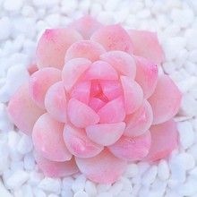 �����Ͱ���Ӱ����ֲ��ϡ��Ʒ�N�Ϙ��辰���������҃ȽM�ϾGֲ����