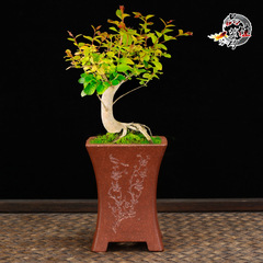 花盆陶瓷高級感紫砂多肉迷你小盆辦公桌面透氣性好拇指盆廠家批發