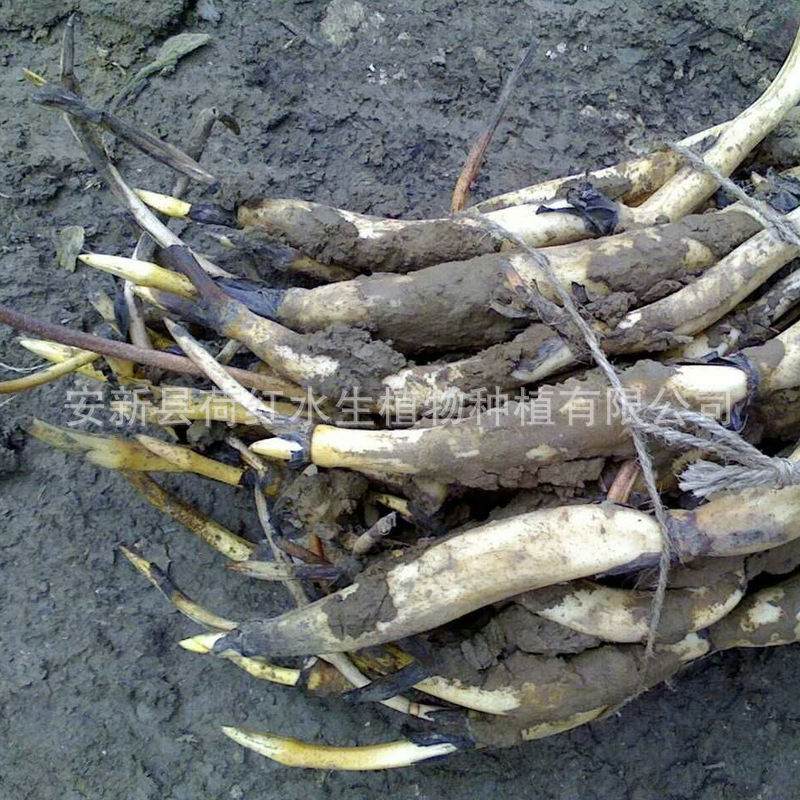 71e2889869d7e85f8536118977bc33