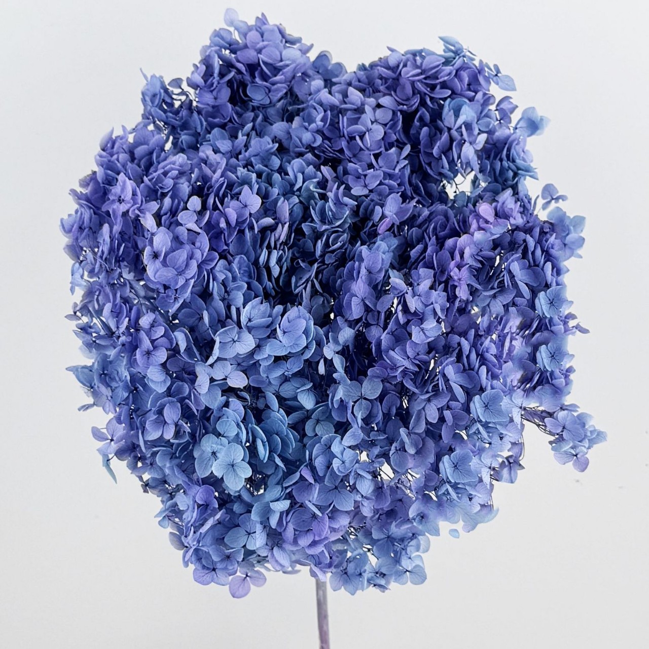 Flores eternas hortenida flores secas Anna hortenida hojas hortenida cabeza de hortenida flores eternas cubierta de vidrio material ramo diy