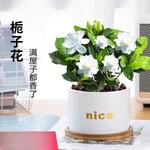 栀子花盆栽带花苞栀子花盆栽室内水培除甲醛净化空气植物花卉绿植