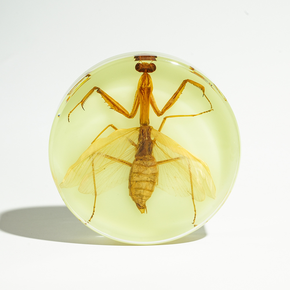 Luminous] Mantis with spread wings