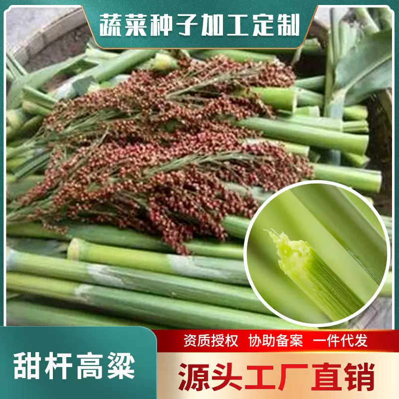 甜杆高粱种子 10g 北方甘蔗 甜杆 甜高粱种籽 脆甜 青贮饲料牧草