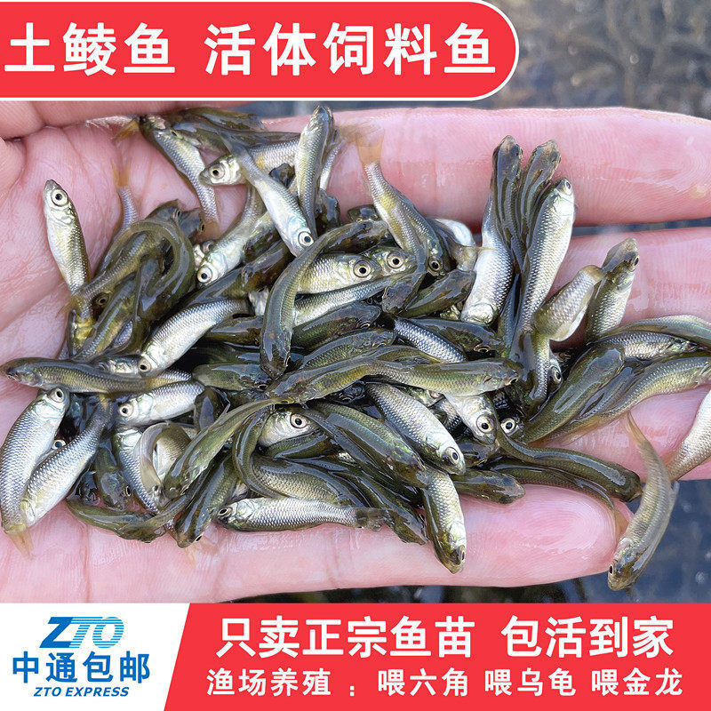 Live Fish Feed for Small Crucian Carp, Live Fish for Feeding Mandarin Fish, Turtles, Golden Dragon Fish, and Turtle Food Live Fish Feed for Small Crucian Carp, Live Fish for Feeding Mandarin Fish, Turtles, Golden Dragon Fish, and Turtle Food