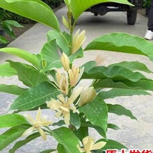 ���m�����Ԙ��玧�������m���҃�ͥԺ�ļ����ܝ��㻨���S���mֲ��