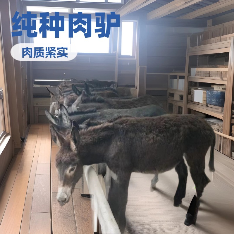 纯种活体改良肉驴苗德州肉驴苗家养肉驴出肉率高肉驴常年出售回收