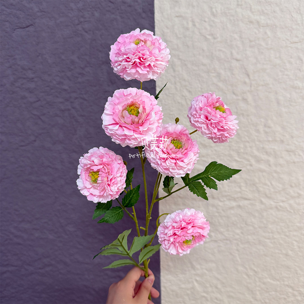 6헤드 크림 로터스-다크 파우더