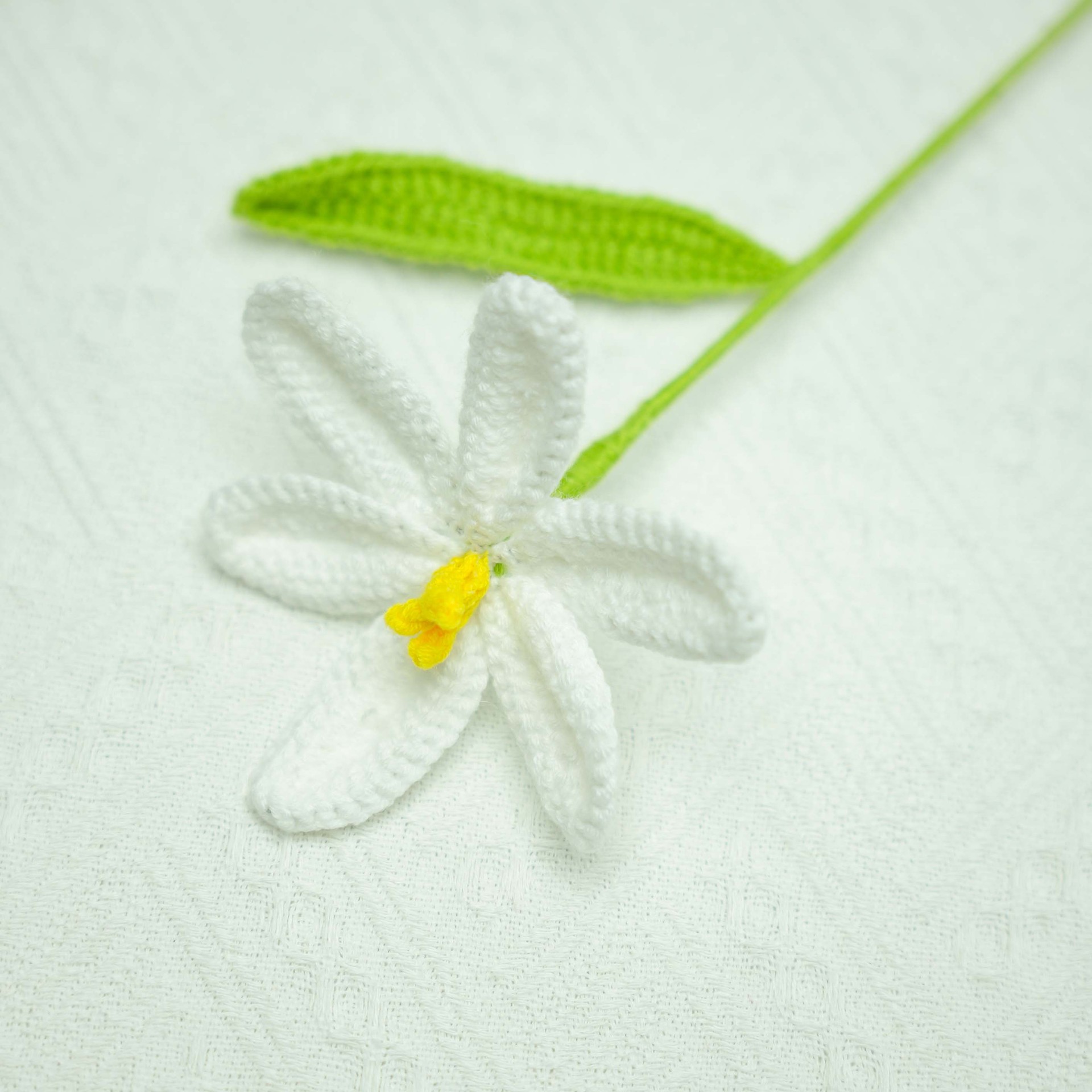 흰색 오픈 튤립