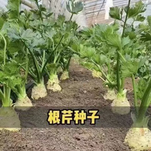 Mڸ۷NѸ۲NļԴ߮ą