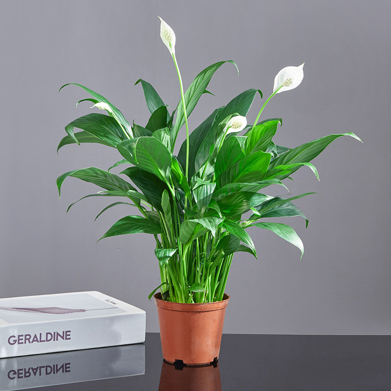 손해보상 : 꽃이 있는 고운 흰야자 6~8개(원래 화분) + 영양액