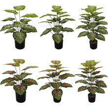 �羳��Ʒ�Gֲ����Gֲ�ָ��~ �G�}�~���}�~�Ҿ�ֲ���b����Q��ˇ