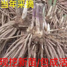 芦笋根苗现挖新芦笋苗三年苗四季种植蔬菜苗食用田园菜园阳台盆栽