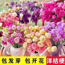 ��۹����N�ӻ����ļ��N�׻��҃����⻨�N�����Ի��ܻ��N�ѻ���