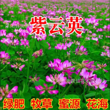 ӢNӹ@GʲӢtԴֲϻޣϻ