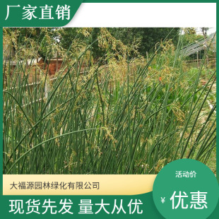 ˮ��ֲ��������l���~ˮ�[ͦˮֲ�� ��ع��@ ˮ�w�G��ˮ�[���Nֲ