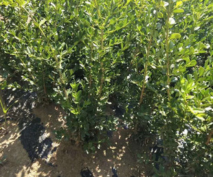 �|��ֱ�N30-60���ֳ��r�S�� С�~�S��С�糯�r�S��r���S�����