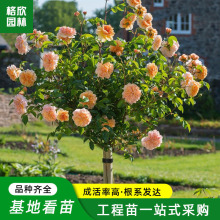 树桩月季花苗批发园林观赏树状月季盆景高杆月季单杆月季当年开花