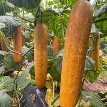 东北新金山麻皮老黄瓜种子种籽 冬季阳台春秋四季菜种早春蔬菜种