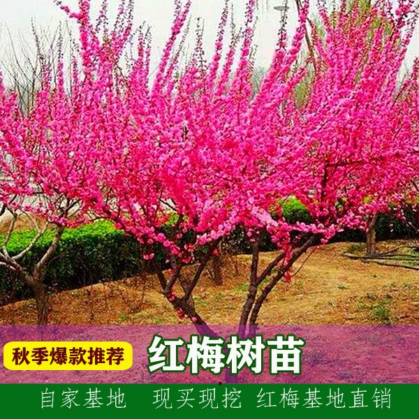 Красная Слива саженец двор зимние цветущие растения морозостойкие цветы родной кости Красная Слива цветение зимнее пейзаж дерево