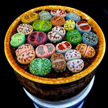 多肉植物生石花组合拼盘肉肉盆栽屁股花PP花屁屁花石生花番杏母本