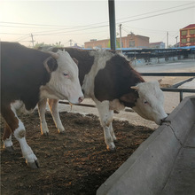 夏洛萊活牛價格 哪有西門塔爾牛魯西黃牛 肉牛犢牛苗小牛崽種牛賣
