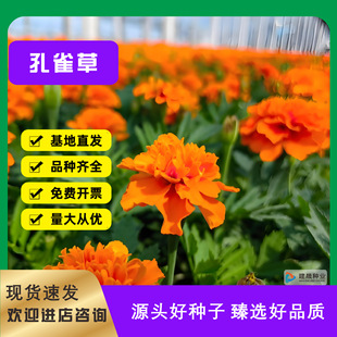 Peacock Grass Seeds Marigold Flower Seeds Plant Potted Landscape Engineering Garden Flower Sea Flower Seeds Flower Seeds