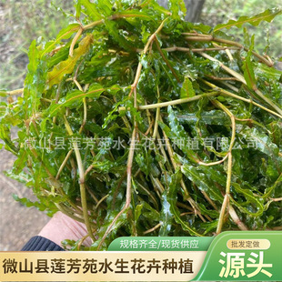 Submerged Plant Duckweed Stone Sprout Water Body Greening Duckweed Seedlings Wholesale Easy to Survive Duckweed Seedlings