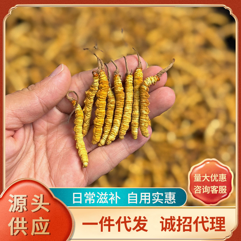 冬虫夏草破损虫草散装源头货送礼佳品煲汤滋补一德路批发一件代发