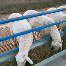 哪里有卖小尾寒羊的 小尾寒羊羊羔羊苗价格 小尾寒羊母羊哪里便宜
