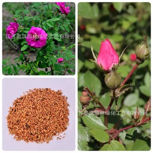 �¼��N�� �t��õ�N�� �t�Nޱ�N�� �t��÷�N�ӿ���Ԯ �ͺ��ԏ�