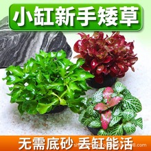 �~��ˮ��ֲ��ˮ������ˮ�|������������G������~���쾰�[���ײ�
